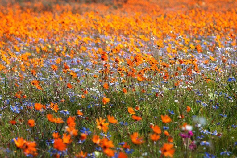 campo con flores silvestres argentinas variadas