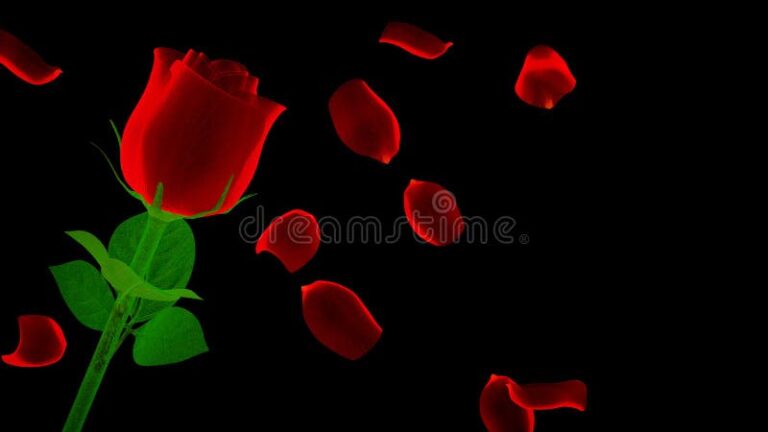 Por qué las rosas con fondo negro son tan populares en fotos